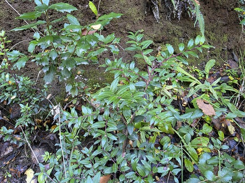 Gaultheria phillyreifolia, photograph 5