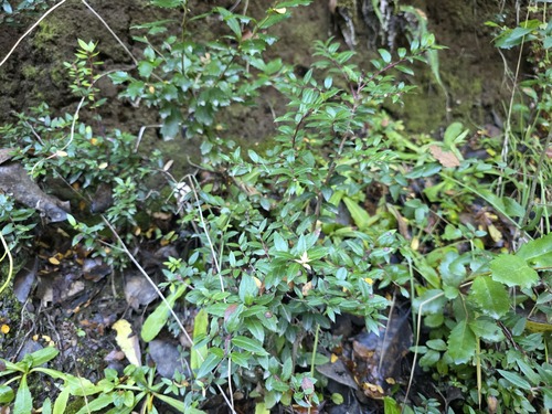 Gaultheria phillyreifolia, photograph 6