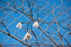 Ceiba aesculifolia, photograph (c) Norma Piedra, some rights reserved (CC BY)