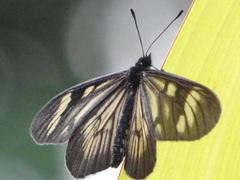 Image of Actinote guatemalena