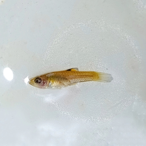 Shadow toothcarp (Xenophallus umbratilis) — Poeciliidae
