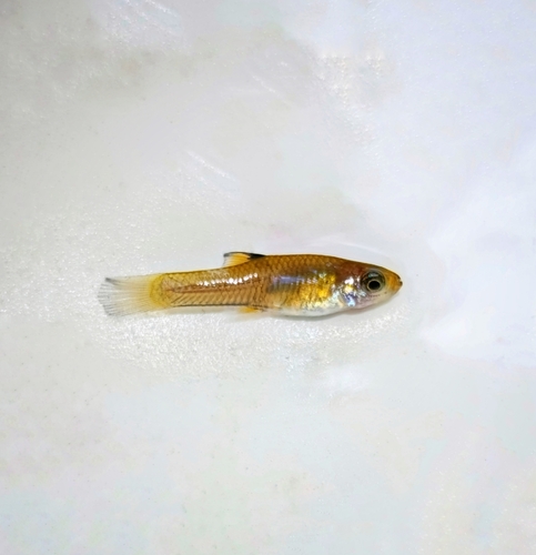 Shadow toothcarp (Xenophallus umbratilis) — Poeciliidae — 5