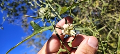 Araujia angustifolia, photograph (c) Pablo H Capovilla, some rights reserved (CC BY)