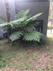 Cyathea australis