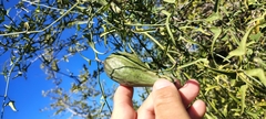 Araujia angustifolia, photograph (c) Pablo H Capovilla, some rights reserved (CC BY)
