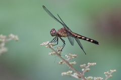 Erythrodiplax fervida