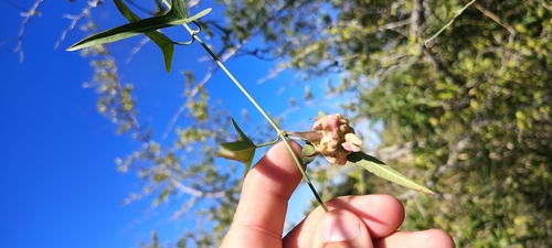 Araujia angustifolia, photograph 6