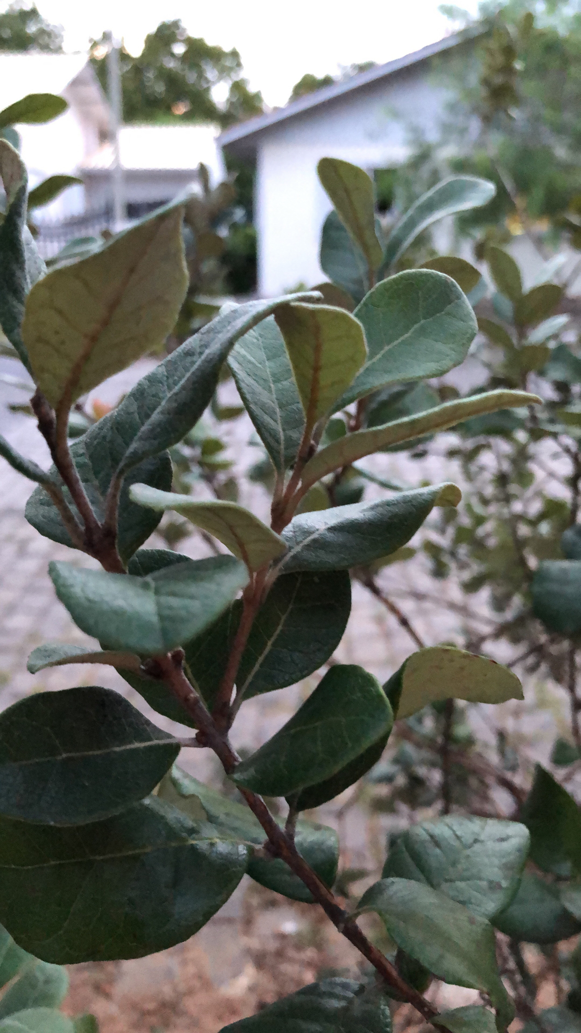 Feijoa sellowiana