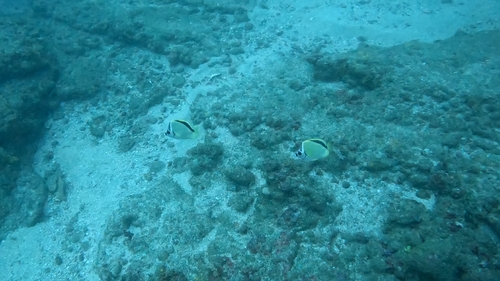 Johnrandallia nigrirostris
