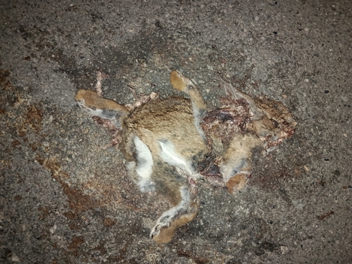 Iberian Rabbit, Beja, PT, photo 9 of 10