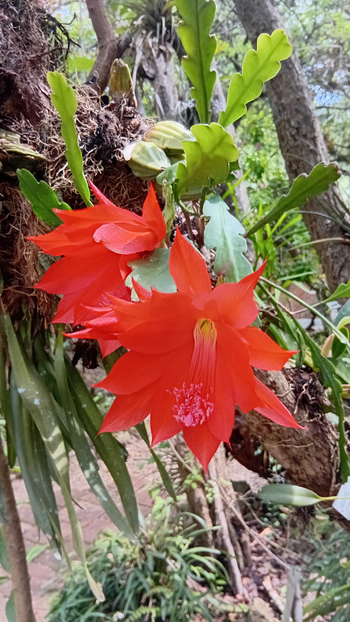 Disocactus ackermannii