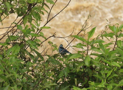 Beryl-spangled Tanager (Tangara nigroviridis), photo 7