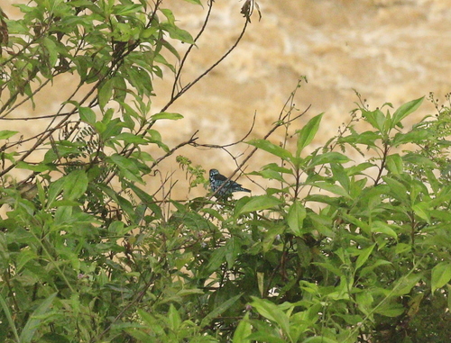 Beryl-spangled Tanager (Tangara nigroviridis), photo 6