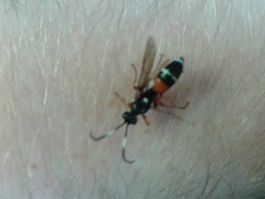 Ichneumon promissorius