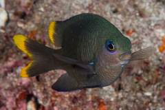 Mauritian Gregory photo 1