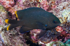 Mauritian Gregory photo 5