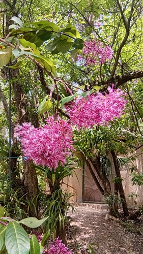 Fuchsia paniculata