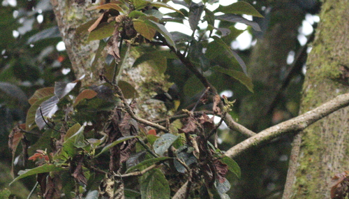 Spectacled Whitestart (Myioborus melanocephalus), photo 4