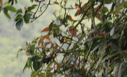 Spectacled Whitestart (Myioborus melanocephalus), photo 3