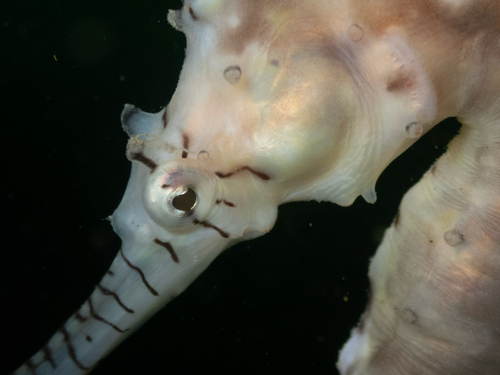 Hippocampus subelongatus