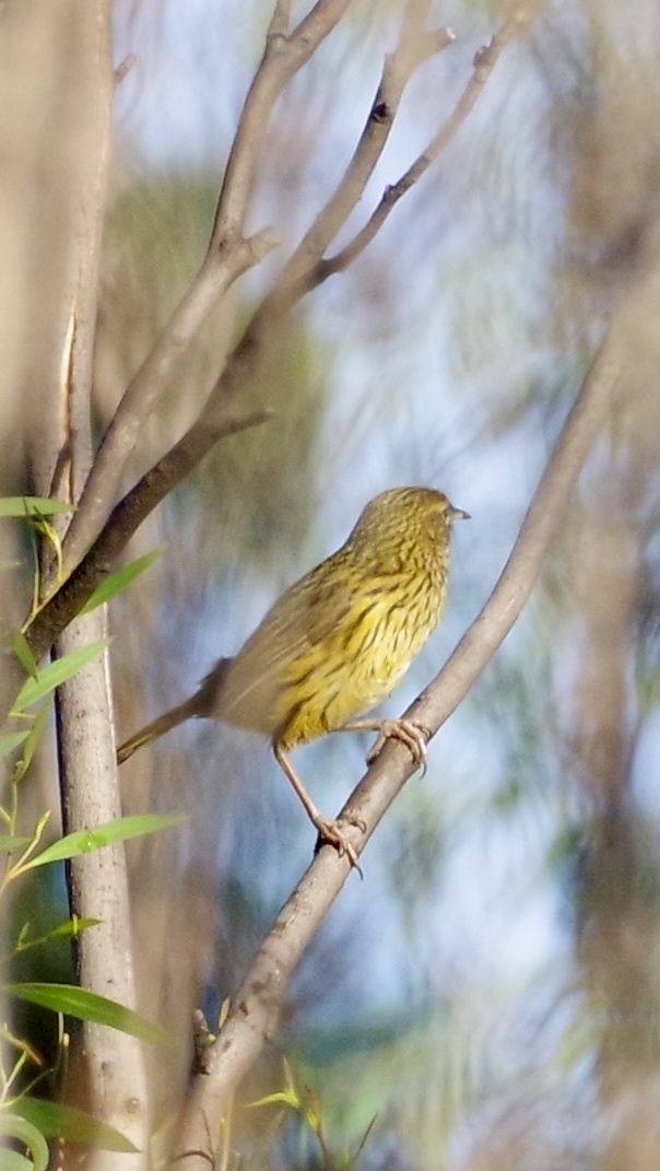 Striated Fieldwren (Calamanthus fuliginosus), photo 6