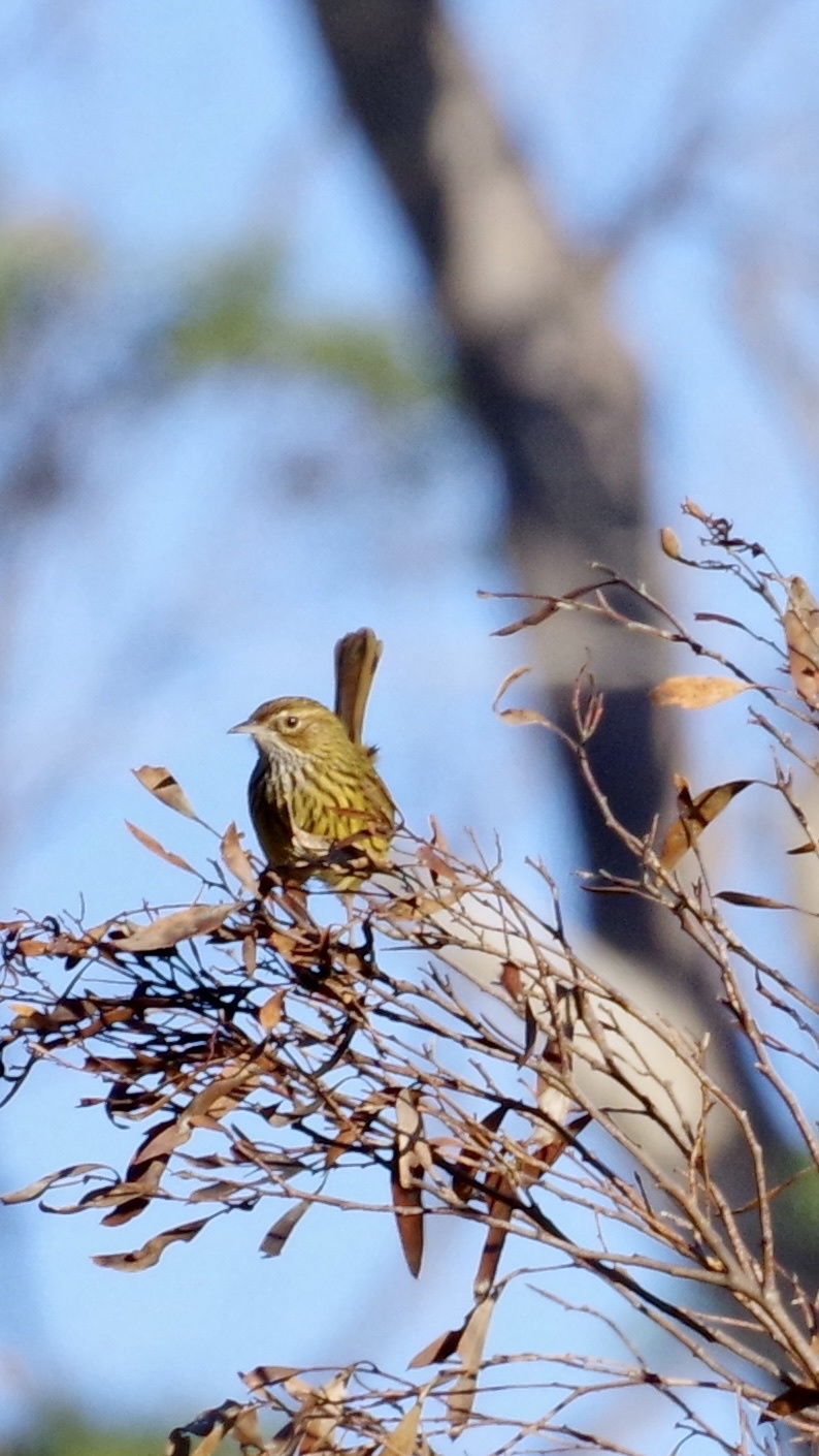 Striated Fieldwren (Calamanthus fuliginosus), photo 7