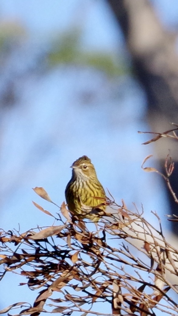 Striated Fieldwren (Calamanthus fuliginosus), photo 8