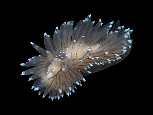 crested aeolis
