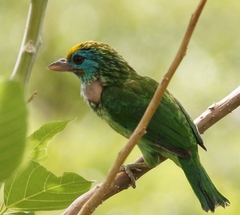 Psilopogon flavifrons