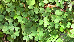 Oxalis magellanica