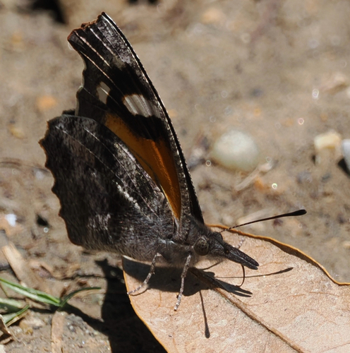 American Snout