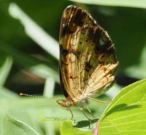 Pearl Crescent