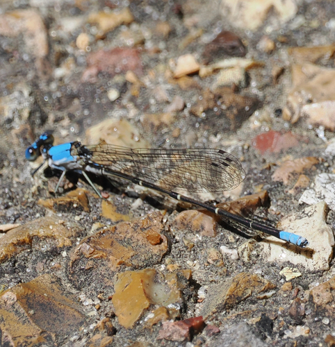 Blue-fronted Dancer