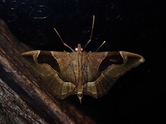 Lamprosema