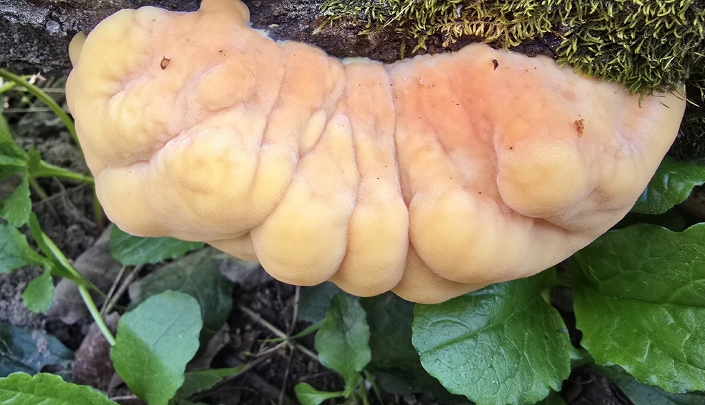 Laetiporus sulphureus · May 2026 · photo: © paulanimigean (iNaturalist, cc-by)
