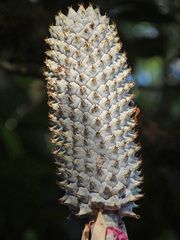 Image of Aechmea mariae-reginae