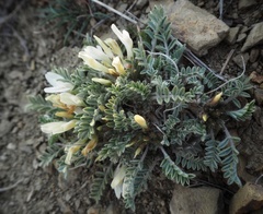 Astragalus rupifragus