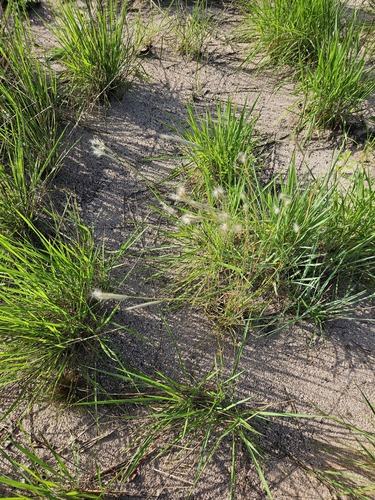 Andropogon leucostachyus observed 2026-04-26