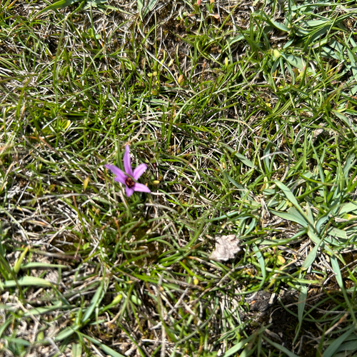 Colchicum schimperianum (Colchicum schimperianum)