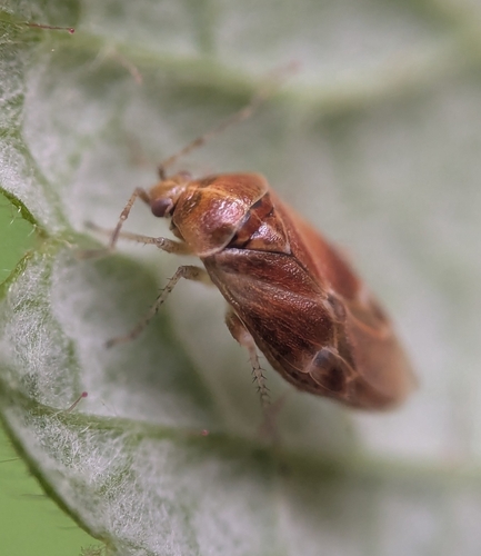Handsome plant bug photo 6