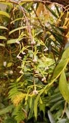 Epidendrum veroscriptum