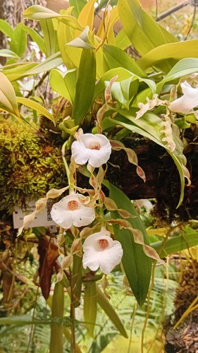 Trichopilia tortilis
