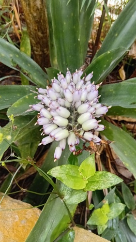 Aechmea mexicana