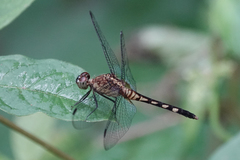 Erythrodiplax fervida