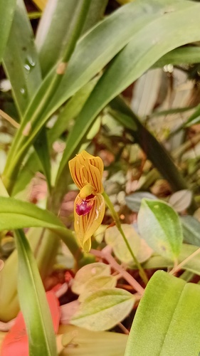 Maxillaria lineolata