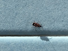 Horvathiolus superbus