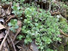 Sedum ternatum