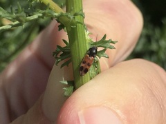 Cardiophorus bipunctatus