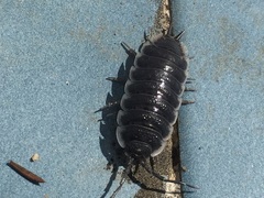 Porcellio hoffmannseggii