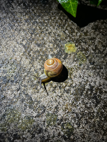 Cepaea nemoralis